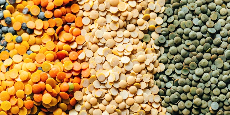 Lentils Cat